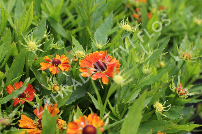Záplevák podzimní 'HayDay Orange' - Helenium autumnale 'HayDay Orange'