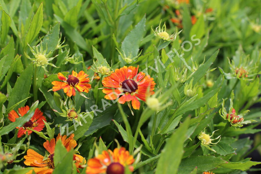 Záplevák podzimní 'HayDay Orange' - Helenium autumnale 'HayDay Orange'