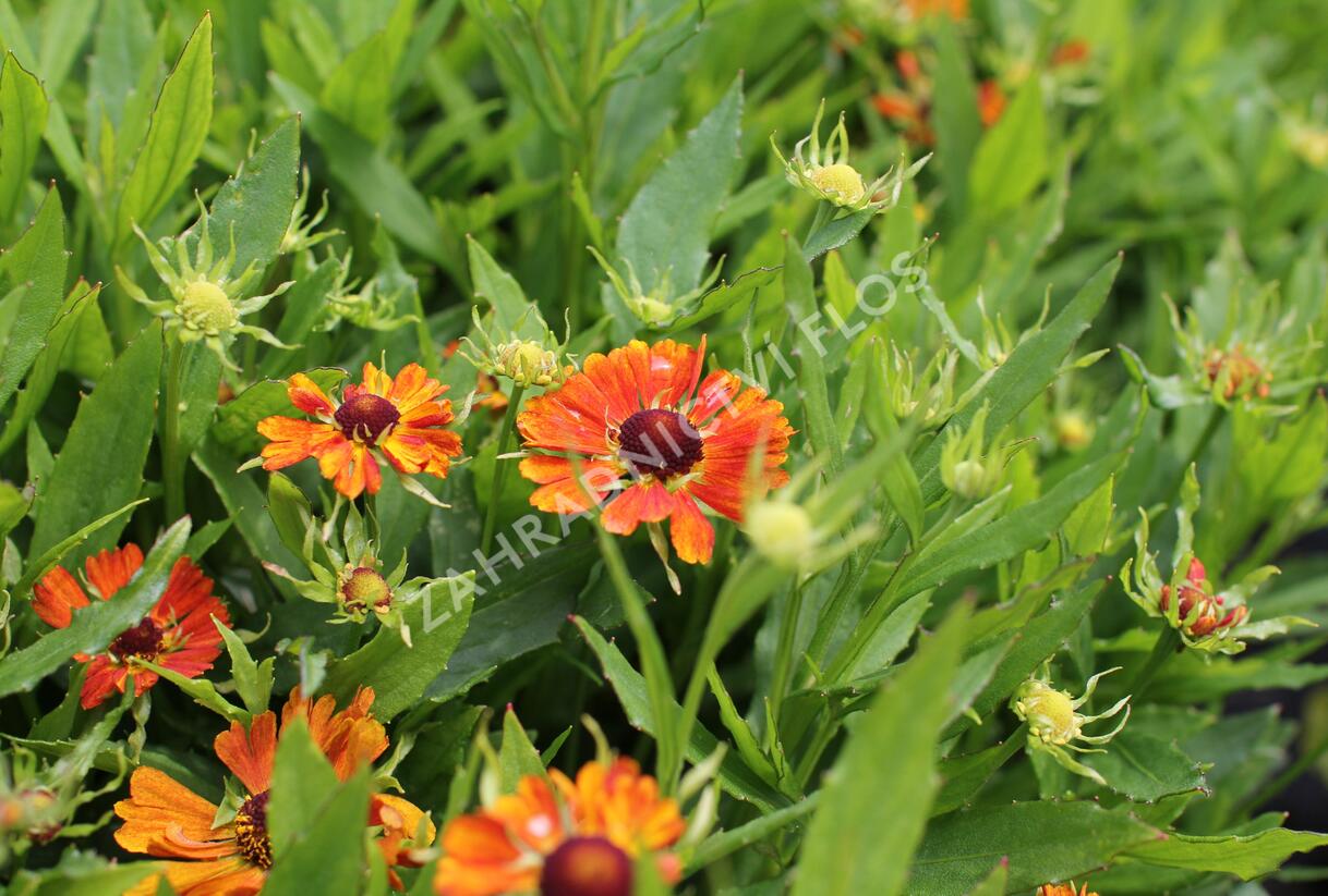 Záplevák podzimní 'HayDay Orange' - Helenium autumnale 'HayDay Orange'