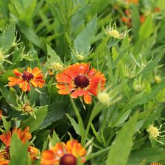 Záplevák podzimní 'HayDay Orange' - Helenium autumnale 'HayDay Orange'