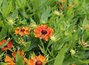 Záplevák podzimní 'HayDay Orange' - Helenium autumnale 'HayDay Orange'