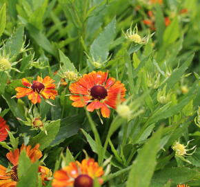 Záplevák podzimní 'HayDay Orange' - Helenium autumnale 'HayDay Orange'