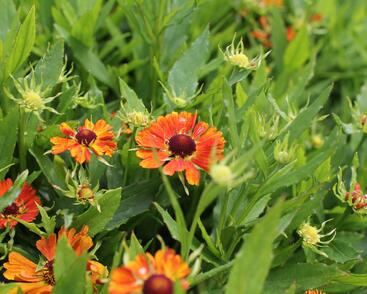 Záplevák podzimní 'HayDay Orange'