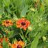 Helenium autumnale 'HayDay Orange'.JPG