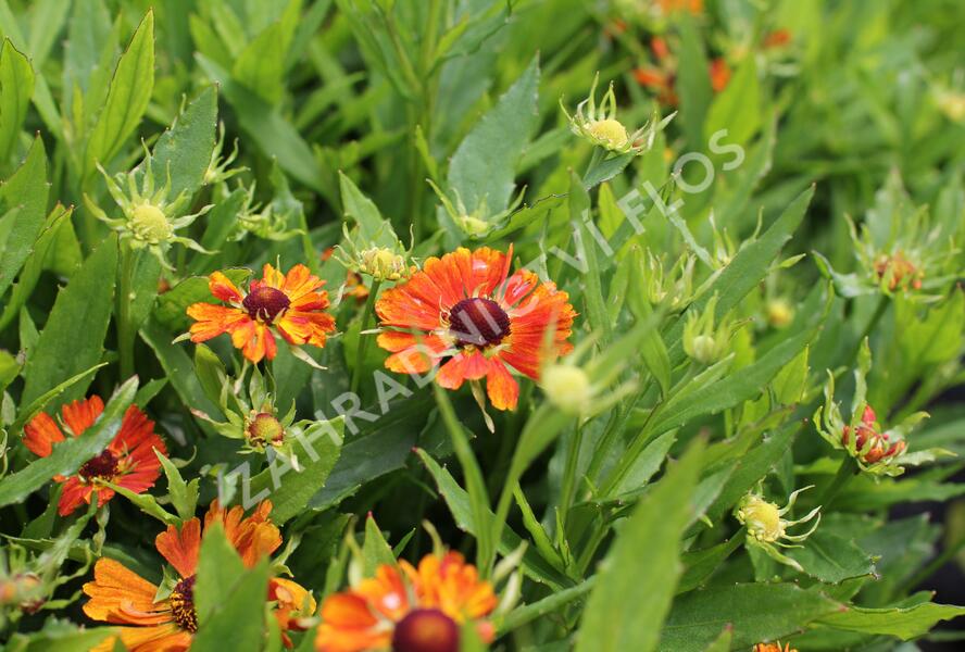 Záplevák podzimní 'HayDay Orange' - Helenium autumnale 'HayDay Orange'