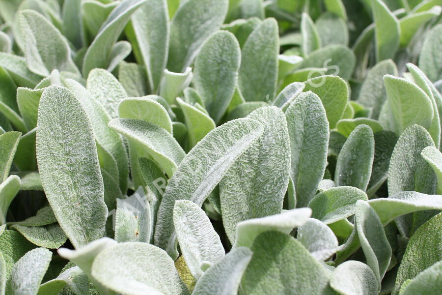 Čistec vlnatý 'Olympica' - Stachys byzantina 'Olympica'