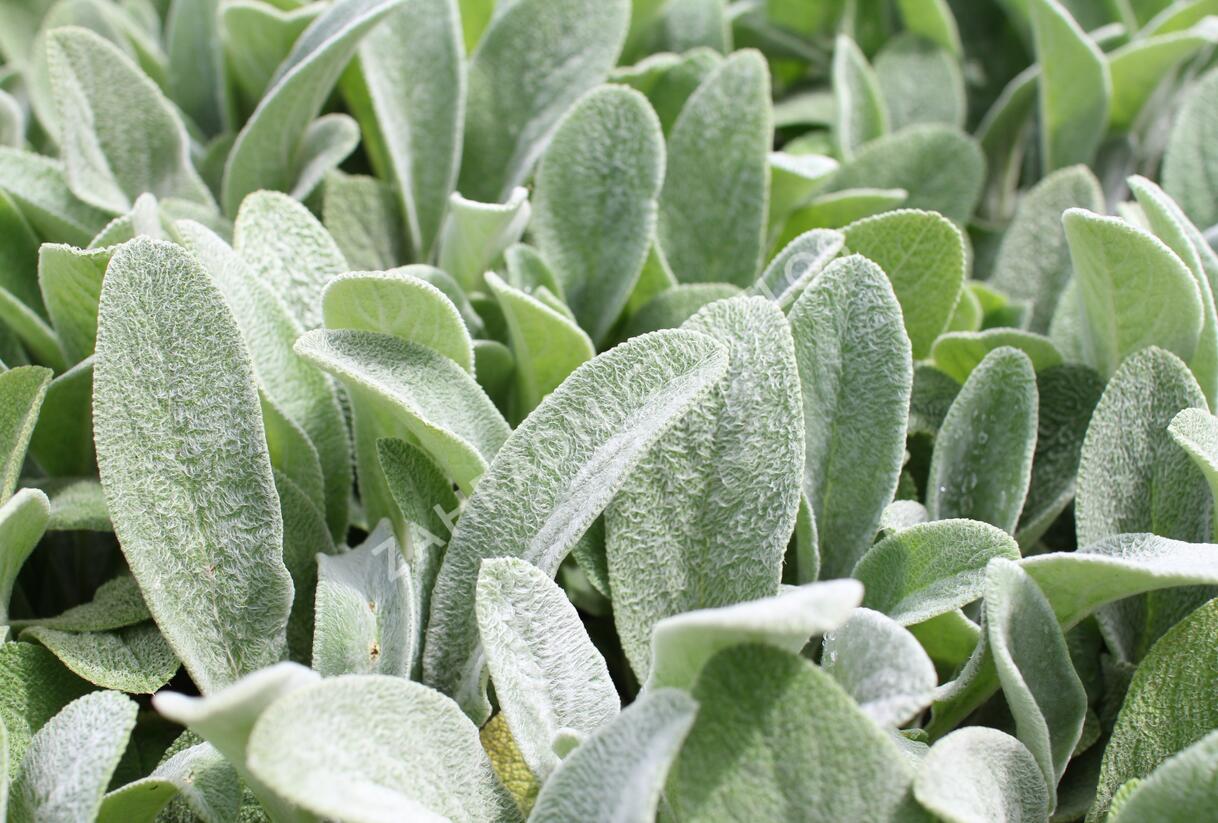 Čistec vlnatý 'Olympica' - Stachys byzantina 'Olympica'