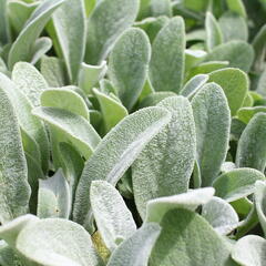 Čistec vlnatý 'Olympica' - Stachys byzantina 'Olympica'