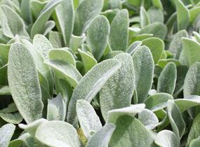 Čistec vlnatý 'Olympica' - Stachys byzantina 'Olympica'