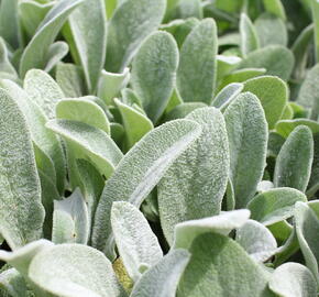 Čistec vlnatý 'Olympica' - Stachys byzantina 'Olympica'