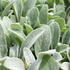 Stachys byzantina 'Olympica'.JPG