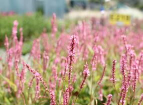 Rdesno objímavé 'Pink Cascade' - Bistorta amplexicaulis 'Pink Cascade'