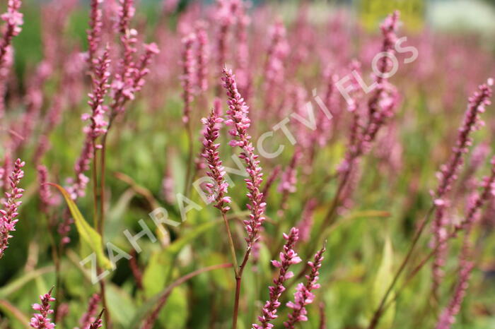 Rdesno objímavé 'Pink Cascade' - Bistorta amplexicaulis 'Pink Cascade'