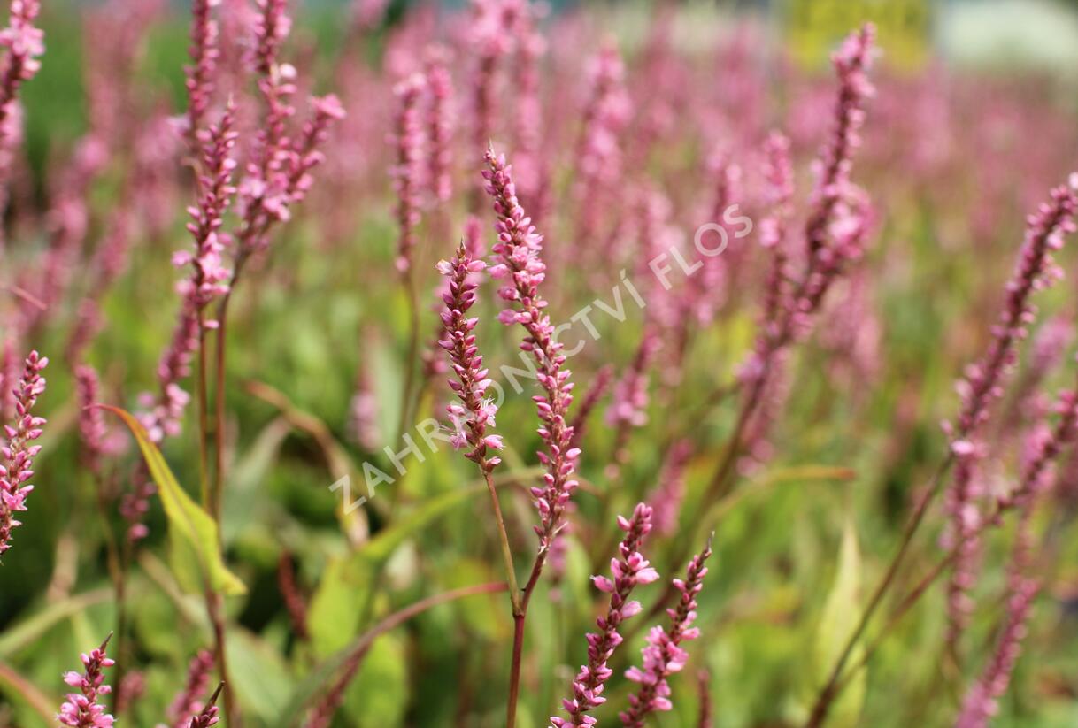 Rdesno objímavé 'Pink Cascade' - Bistorta amplexicaulis 'Pink Cascade'
