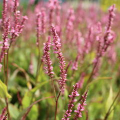 Rdesno objímavé 'Pink Cascade' - Bistorta amplexicaulis 'Pink Cascade'