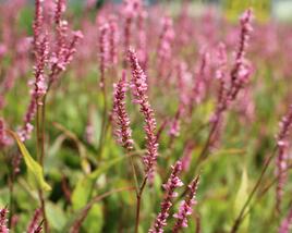 Rdesno objímavé 'Pink Cascade'