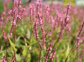 Rdesno objímavé 'Pink Cascade' - Bistorta amplexicaulis 'Pink Cascade'