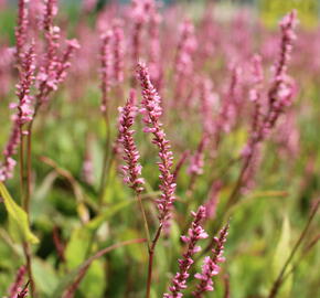 Rdesno objímavé 'Pink Cascade' - Bistorta amplexicaulis 'Pink Cascade'