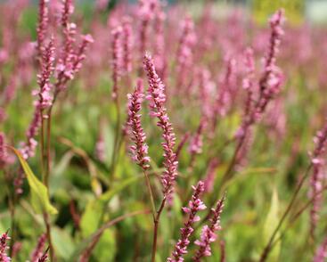 Rdesno objímavé 'Pink Cascade'