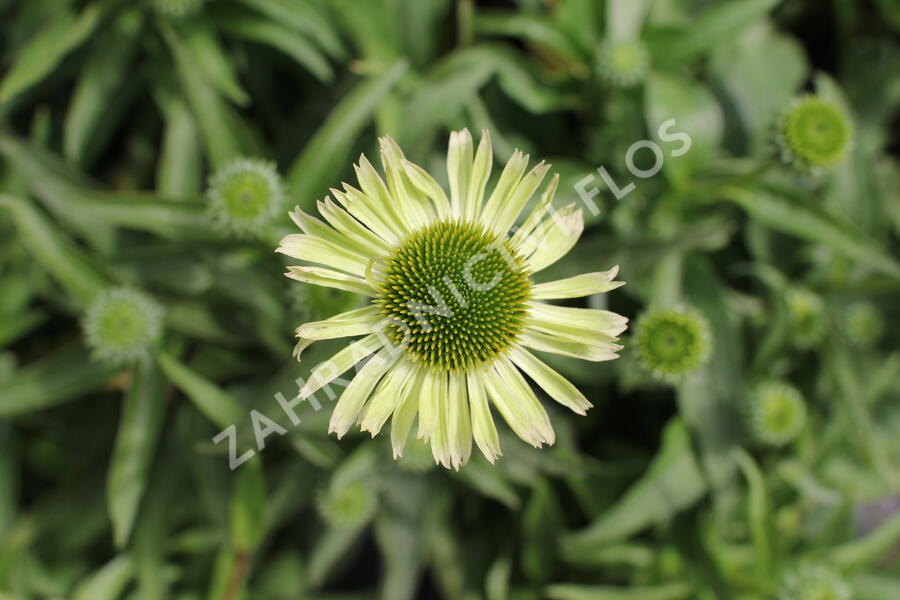 Třapatkovka 'Verdana' - Echinacea purpurea 'Verdana'