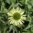 Třapatkovka 'Verdana' - Echinacea purpurea 'Verdana'