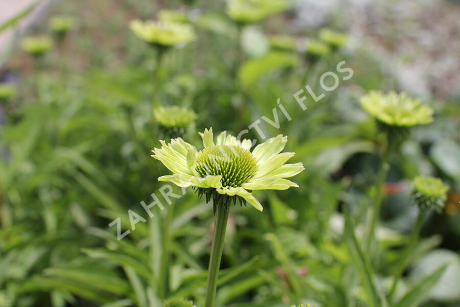 Třapatkovka 'Verdana' - Echinacea purpurea 'Verdana'