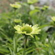 Třapatkovka 'Verdana' - Echinacea purpurea 'Verdana'