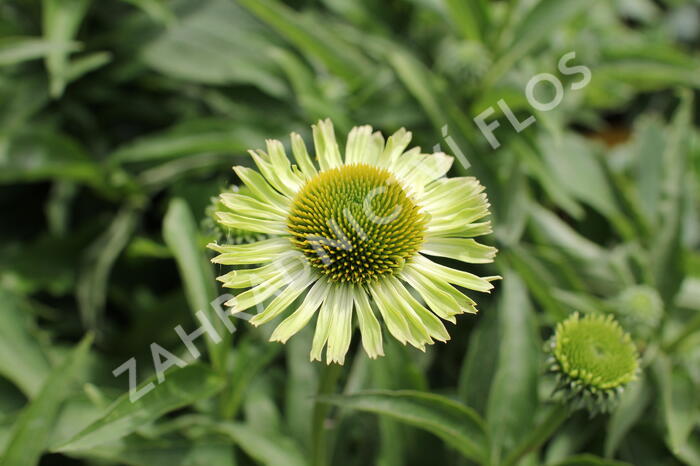 Třapatkovka 'Verdana' - Echinacea purpurea 'Verdana'
