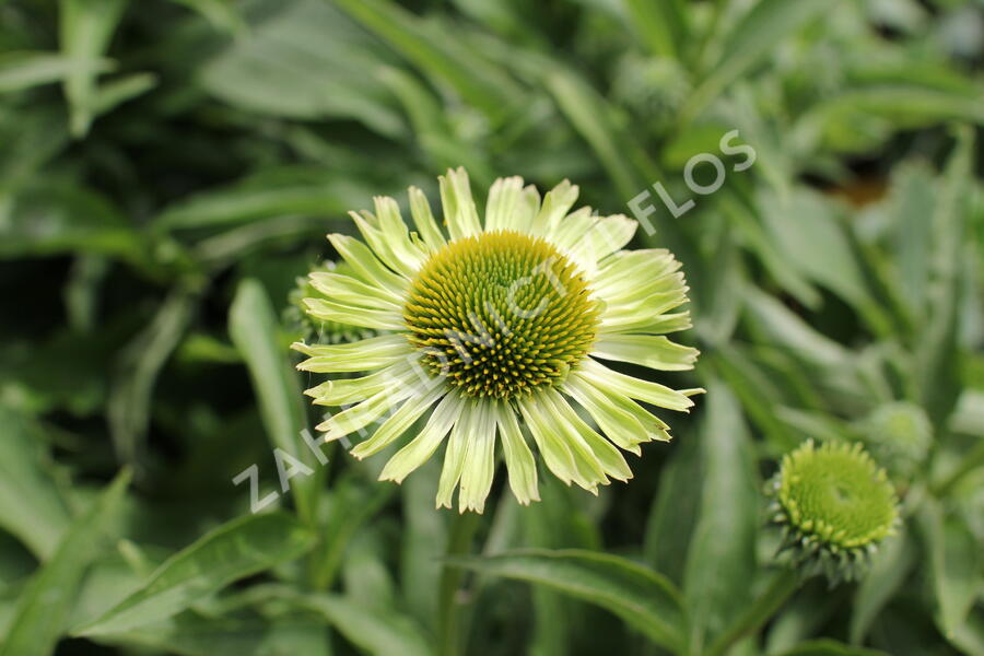 Třapatkovka 'Verdana' - Echinacea purpurea 'Verdana'