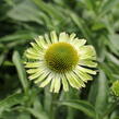 Třapatkovka 'Verdana' - Echinacea purpurea 'Verdana'