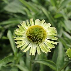 Třapatkovka 'Verdana' - Echinacea purpurea 'Verdana'