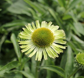 Třapatkovka 'Verdana' - Echinacea purpurea 'Verdana'