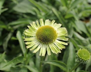 Třapatkovka 'Verdana'