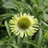 Echinacea purpurea 'Verdana'.JPG