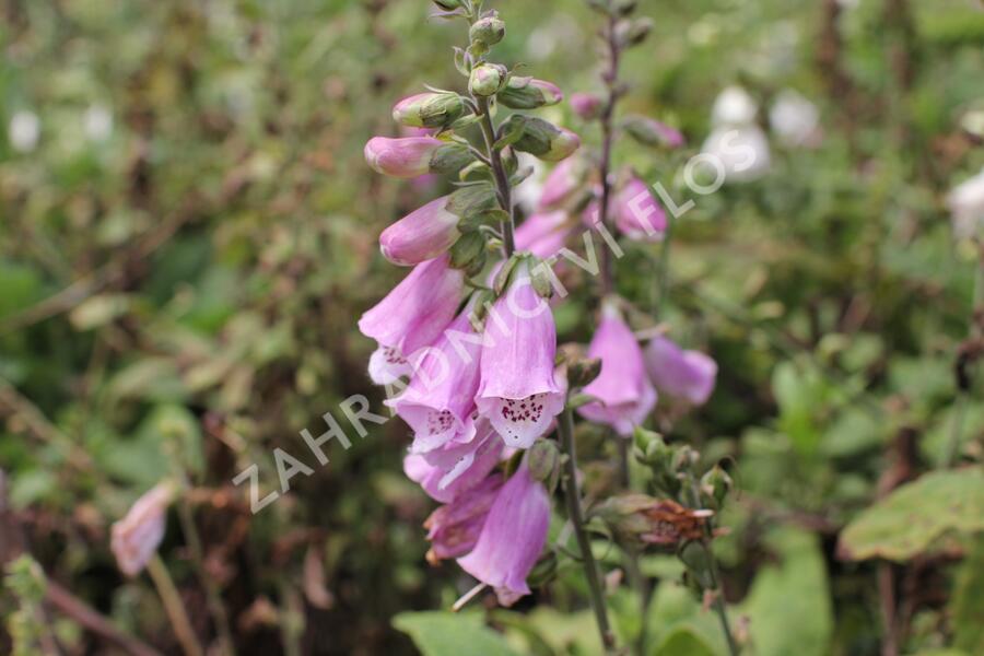 Náprstník červený mix - Digitalis purpurea mix