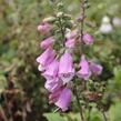 Náprstník červený mix - Digitalis purpurea mix