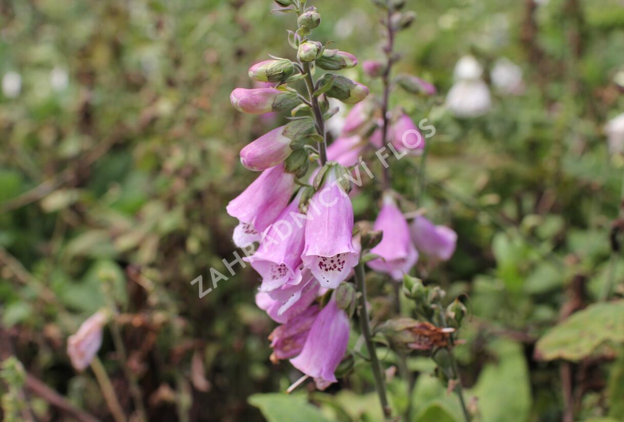 Náprstník červený mix - Digitalis purpurea mix