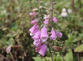 Náprstník červený mix - Digitalis purpurea mix