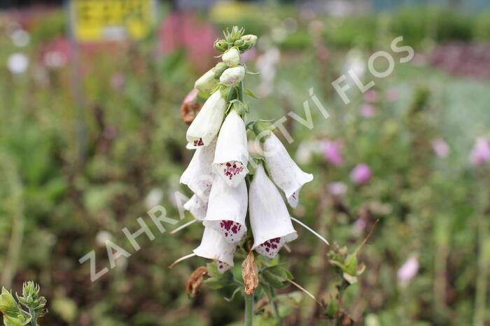 Náprstník červený mix - Digitalis purpurea mix