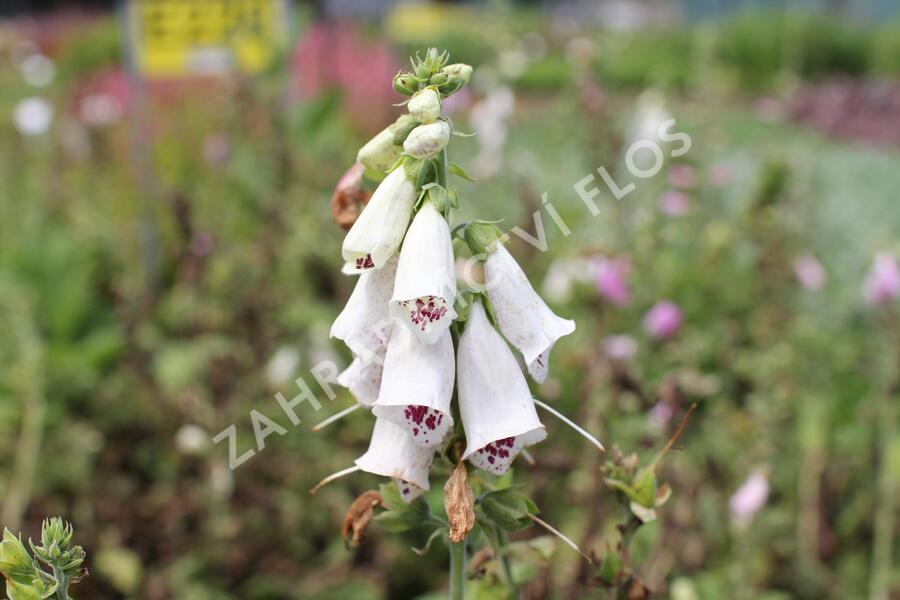 Náprstník červený mix - Digitalis purpurea mix