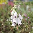 Náprstník červený mix - Digitalis purpurea mix