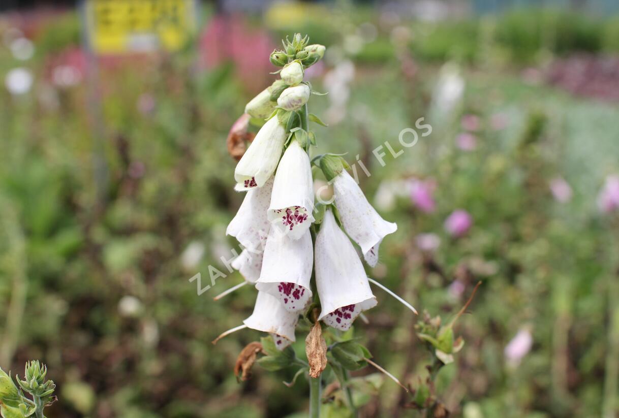 Náprstník červený mix - Digitalis purpurea mix
