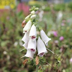 Náprstník červený mix - Digitalis purpurea mix