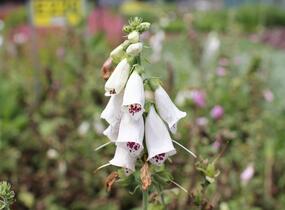 Náprstník červený mix - Digitalis purpurea mix