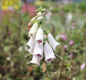 Náprstník červený mix - Digitalis purpurea mix