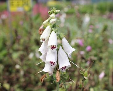 Náprstník červený mix