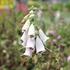 Digitalis purpurea mix.JPG