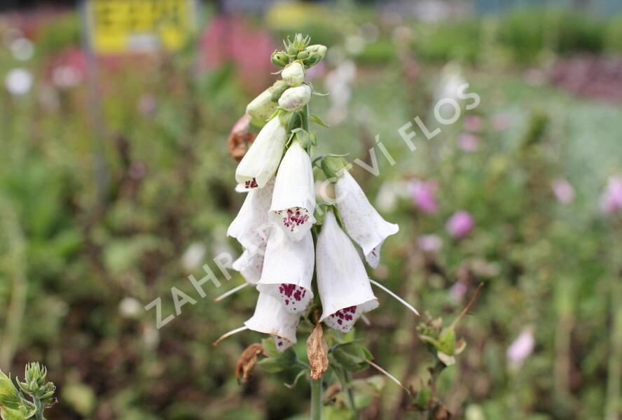 Náprstník červený mix - Digitalis purpurea mix