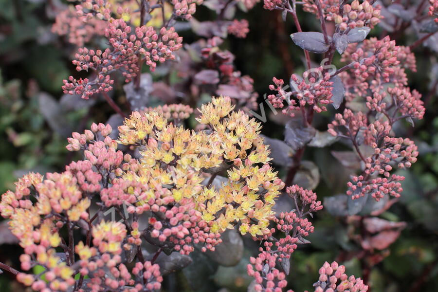 Rozchodník nachový 'Yellow Xenox' - Sedum telephium 'Yellow Xenox'