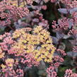 Rozchodník nachový 'Yellow Xenox' - Sedum telephium 'Yellow Xenox'